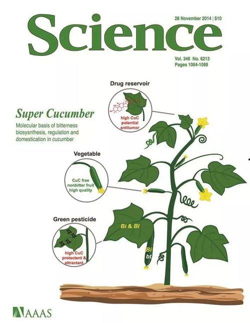 兴奋吃瓜,揭秘娱乐圈幕后真相