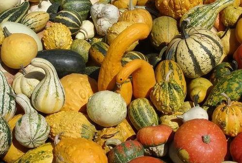 月子可以吃瓜不,月子期间瓜类食物的适宜与禁忌  第3张