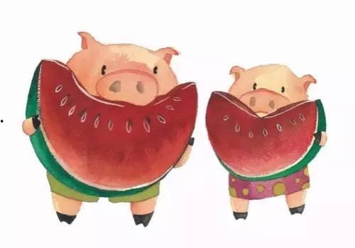 给猪喂吃瓜