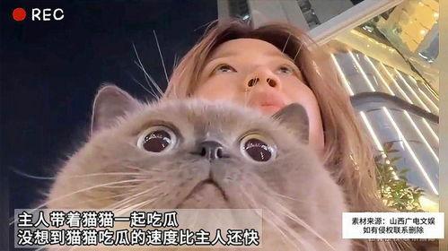 吃瓜少女猫,揭秘娱乐圈背后的秘密生活
