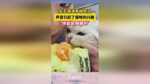 吃瓜少女猫,揭秘娱乐圈背后的秘密生活