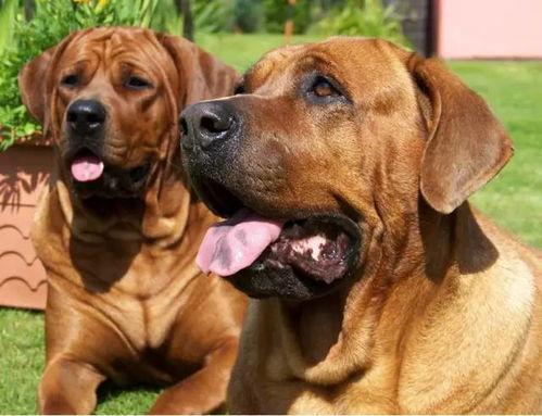 中国最强吃瓜犬,揭秘网络红星的幕后故事