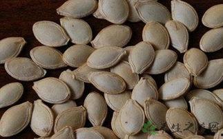 吃籽的角瓜种子,从种子到餐桌的蜕变  第2张