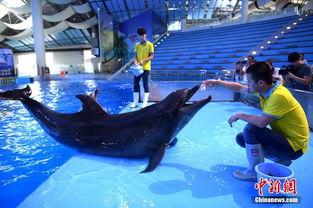 海豚吃瓜入口,瓜果飘香中的海洋奇观  第2张