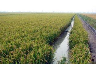 稻田吃瓜文案,稻田里的甜蜜诱惑