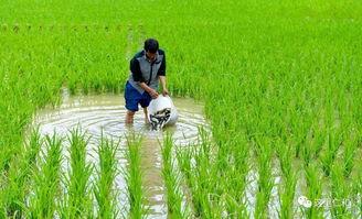 稻田吃瓜文案,稻田里的甜蜜诱惑