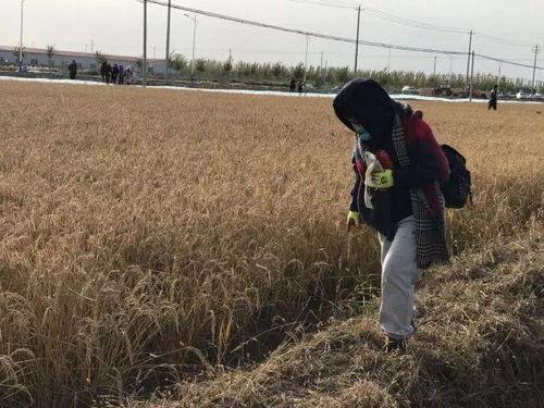 稻田吃瓜文案,稻田里的甜蜜诱惑