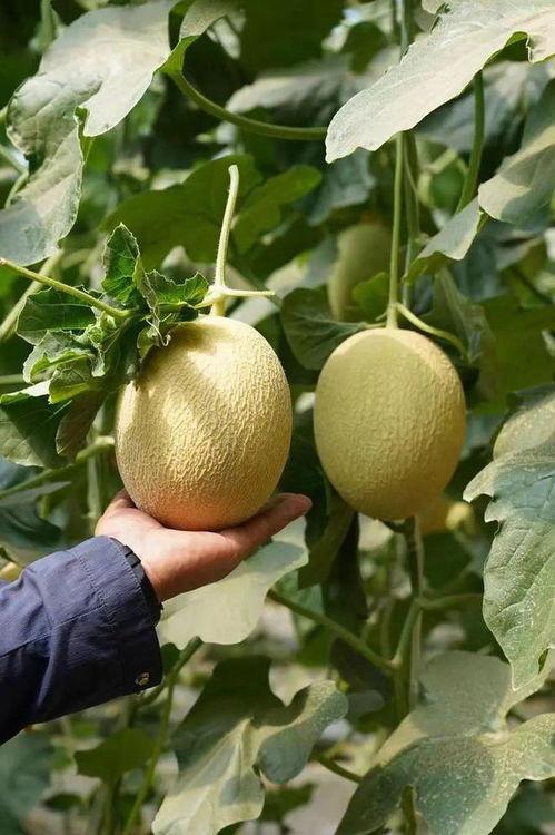 最近吃瓜系列大全