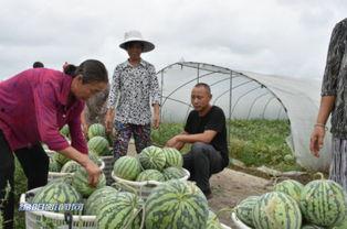 吃瓜群众水果加盟,开启健康美味新潮流