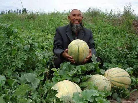 老汉瓜在哪里吃