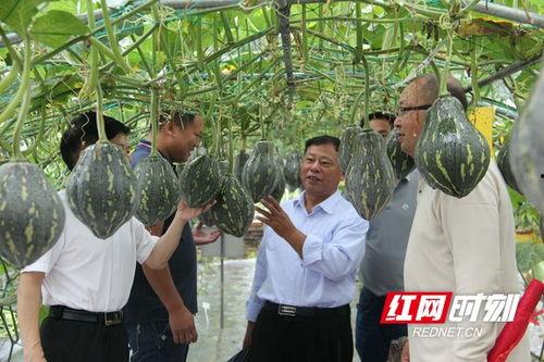 衡阳打架吃瓜事件,网络热议下的冲突与反思