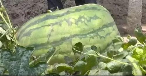 平度南村镇吃瓜,瓜果飘香，夏日味蕾盛宴