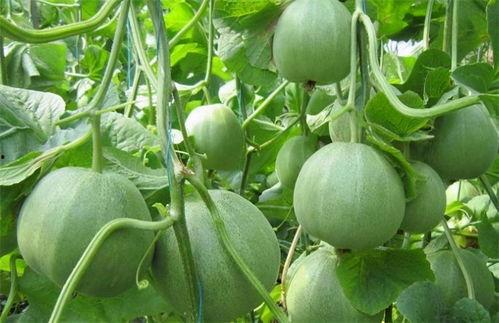 林果果吃瓜系统,揭秘瓜果世界的趣味之旅