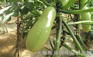 孕妇吃白瓜好吗,孕妇食用白瓜的益处与注意事项