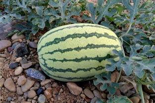 内蒙古吃瓜,吃瓜群众的夏日盛宴