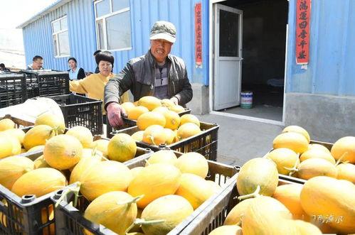 内蒙古吃瓜,吃瓜群众的夏日盛宴