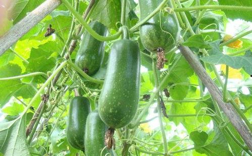 吃瓜叶子可以煮着吃吗,煮食体验分享