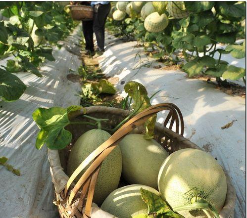 梦见婆婆吃瓜,婆婆吃瓜背后的寓意解析