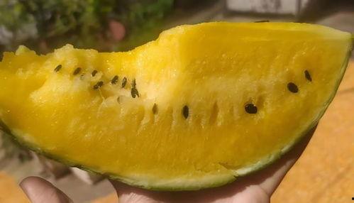 怎么吃黄色蜜瓜,揭秘黄色蜜瓜的完美食用之道