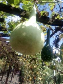 吃瓜直播芭蕉心,揭秘网红背后的真实情感世界