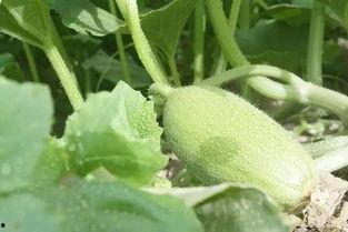 新疆免费吃瓜详情,夏日炎炎，瓜果飘香，共享丰收喜悦