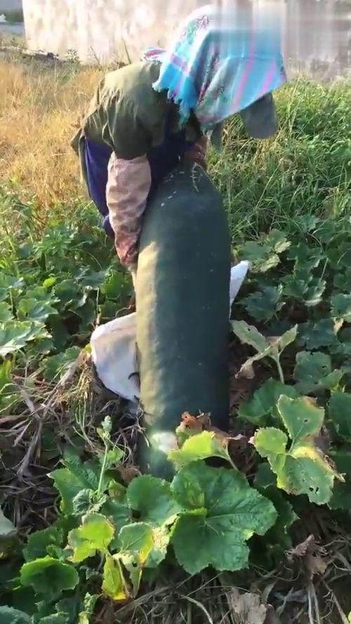 吃瓜吃了个烂瓜,揭秘吃瓜群众的尴尬遭遇