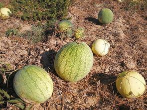 吃瓜吃了个烂瓜,揭秘吃瓜群众的尴尬遭遇