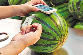 数码 吃瓜,揭秘网络舆论场中的娱乐与真相