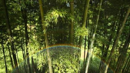 吃瓜竹子,揭秘竹子中的美食奥秘