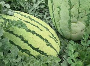 反鬼瓜怎样吃,解锁神秘果实的美味之旅