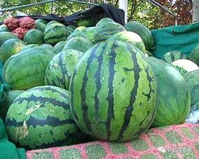 反鬼瓜怎样吃,解锁神秘果实的美味之旅