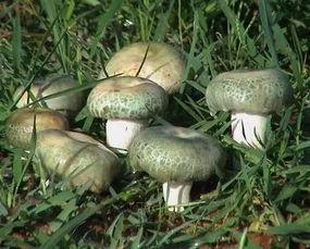 翻滚吧吃瓜菌,揭秘娱乐圈的幕后真相与趣味瞬间