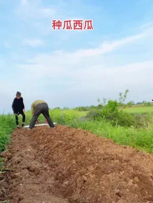 北京吃瓜疫情,社会观察与心理解读