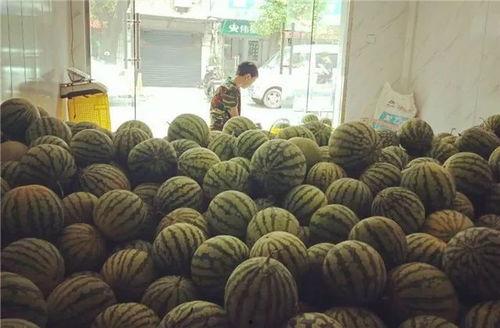 吃瓜群众周小菜,揭秘吃瓜群众的趣味生活