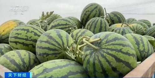 吃瓜不香吗,探寻网络流行语的背后真相