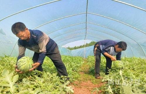 移民村直播吃瓜,一场别开生面的“吃瓜”盛宴