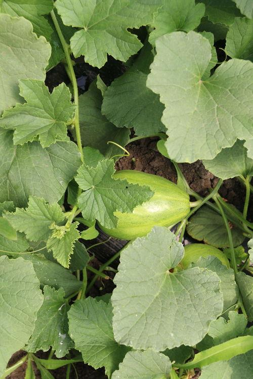 名星路上吃瓜,揭秘娱乐圈幕后风云