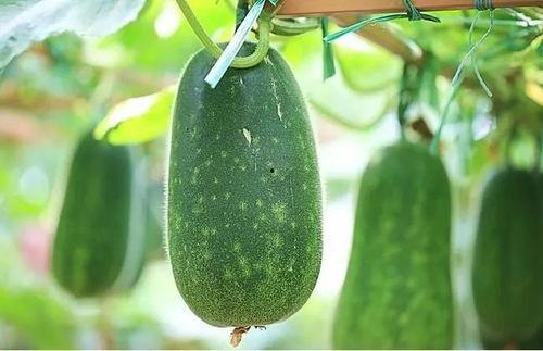 吃四瓜对,揭秘夏日消暑养生的四大秘籍