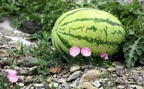 孕妇可以吃砂瓜,孕妇适宜食用的砂瓜营养解析