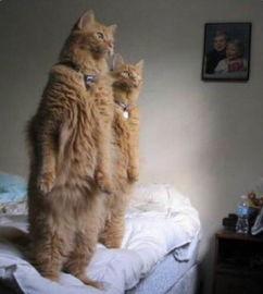 吃瓜看戏的猫,吃瓜看戏的猫视角揭秘娱乐圈风云