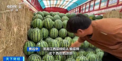 五矿吃瓜比赛,瓜王争霸，欢乐无限！