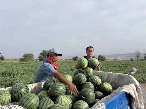 五矿吃瓜比赛,瓜王争霸，欢乐无限！